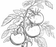 Coloriage et dessins gratuit Plante et tomates pr&ecirc;tes &agrave; &ecirc;tre r&eacute;colter  à imprimer