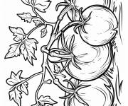 Coloriage Plante riche en tomates