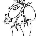 Coloriage Plante Tomate cerise gratuit