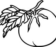 Coloriage Tomate fraiche