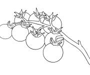 Coloriage Tomates cerises