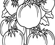 Coloriage Tomates GS