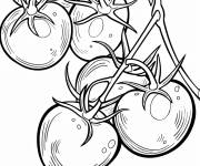 Coloriage Tomates su les branches de la plante pret &agrave; recueillies