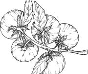 Coloriage Tomates sur les branches de tomatier