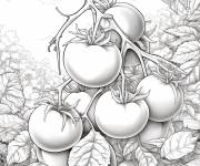 Coloriage Tomates sur leurs plante r&eacute;aliste pour adulte