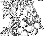 Coloriage Tomatier d&eacute;taill&eacute; pour enfants