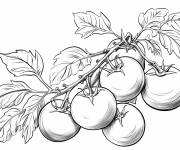 Coloriage Tomatier fructueuse