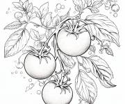 Coloriage Trois tomates d&eacute;taill&eacute; en noir et blanc