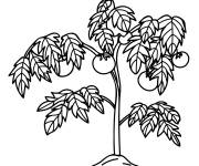 Coloriage Usine de tomate