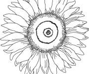 Coloriage Aper&ccedil;u de fleur de Tournesol