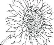 Coloriage Belle fleur de Tournesol