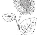 Coloriage Belle plante de tournesol
