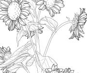 Coloriage Bouquet de tournesols d&eacute;taill&eacute;s pour adulte