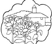 Coloriage Champ de tournesols dans le village