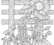 Coloriage Citrouilles et tournesols pr&eacute;s de cloture de bois