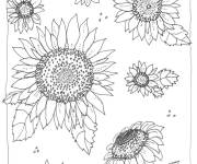 Coloriage Collection de Tournesols sur le th&egrave;me de nature