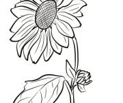 Coloriage Colorie Tournesol