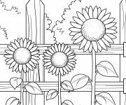 Coloriage Des tournesols pr&egrave;s d&rsquo;une cl&ocirc;ture en bois