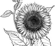 Coloriage Enorme Tournesol d&eacute;taill&eacute;