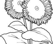 Coloriage Enorme Tournesol sous les rayons de soleil