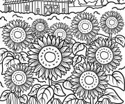 Coloriage Ferme avec un champ de tournesols en fleurs