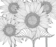 Coloriage Fleurs tournesols zentangle