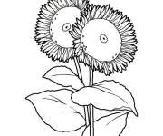 Coloriage Fr&egrave;res fleurs Tournesol
