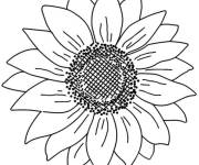 Coloriage Graines de Tournesol riches