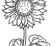 Coloriage Graines dor&eacute;es de Tournesol