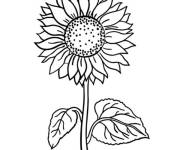 Coloriage Grand Tournesol