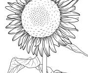 Coloriage Grand tournesol audacieux