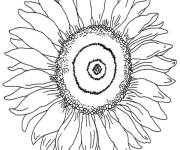 Coloriage Grandes p&eacute;tales de fleur de Tournesol