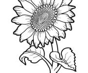 Coloriage Grosse t&ecirc;te de Tournesol
