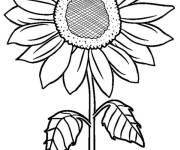 Coloriage Illustration de Tournesol