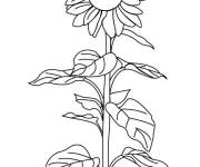 Coloriage Longue plante de Tournesol