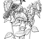Coloriage Oiseau geai bleu sur les tournesols