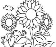 Coloriage Paysage de champ de Tournesol