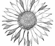 Coloriage P&eacute;tales de tournesol au crayon
