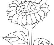 Coloriage Photo Tournesol