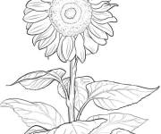 Coloriage Plante Tournesol d&eacute;taill&eacute;