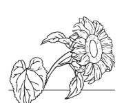 Coloriage Plante Tournesol fan&eacute;