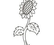 Coloriage Plante Tournesol simple