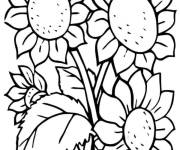 Coloriage Plusieurs plante de Tournesol