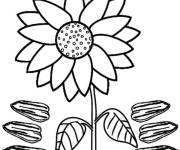 Coloriage R&eacute;colte de Tournesol