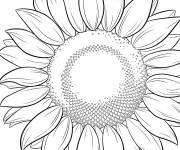 Coloriage T&ecirc;te de tournesol stylis&eacute;