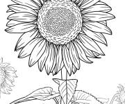 Coloriage Tournesol &agrave; gros p&eacute;tales