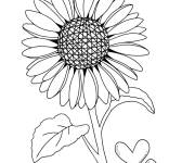 Coloriage Tournesol &agrave; motif en coeur