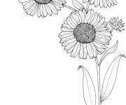 Coloriage Tournesol &agrave; t&eacute;l&eacute;charger