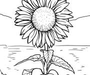 Coloriage Tournesol au bout du lac