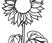 Coloriage Tournesol aux graines